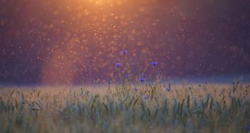 cornflowers-5352633_1280